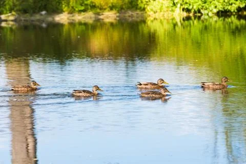 Duck on the pond Stock Photos