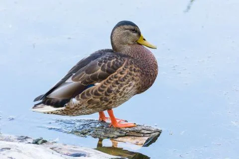 Duck on the pond Stockfoto's