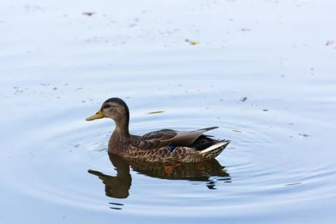 Duck on the pond Fotos Stock