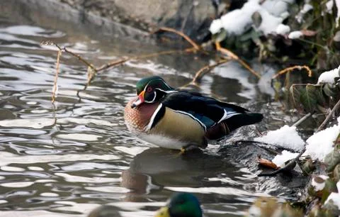 Duck in pond Stock Photos