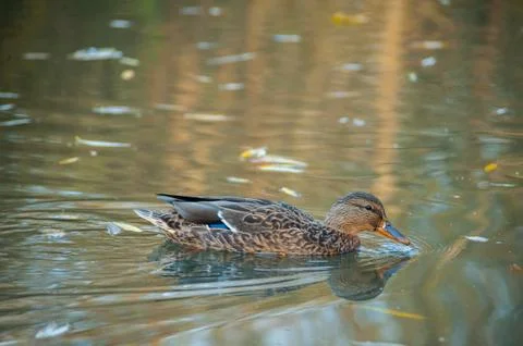 Duck in pond Stock Photos