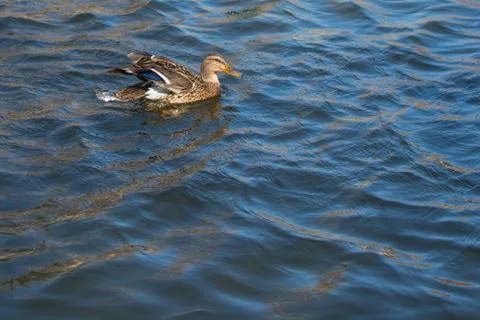 Duck on pond. Stock Photos
