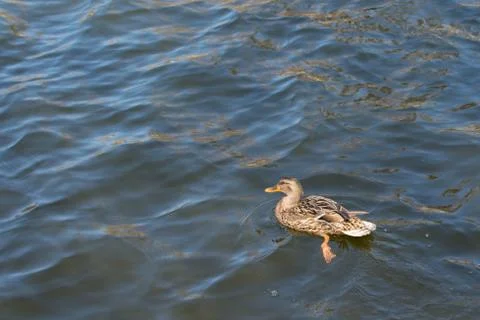Duck on pond. Stock Photos