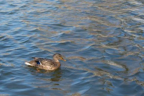 Duck on pond. Stock Photos