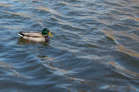 Duck on pond. Stock Photos