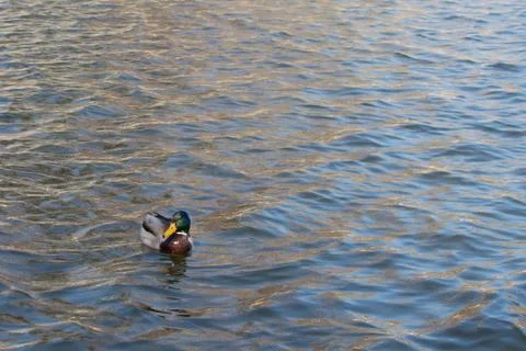 Duck on pond. Stock Photos