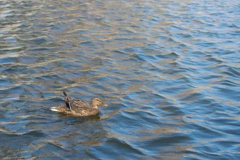 Duck on pond. Stock Photos