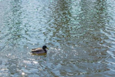 Duck on pond. Foto stock