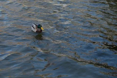 Duck on pond. 库存照片