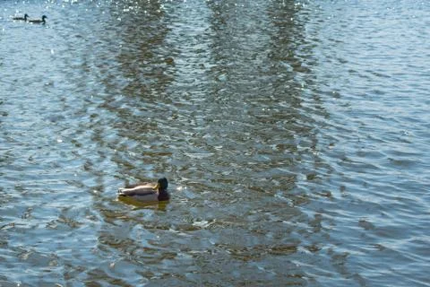 Duck on pond. Stock Photos