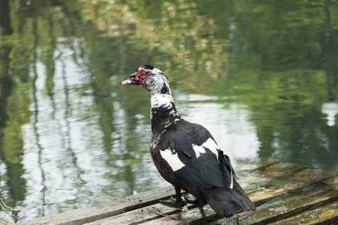 Duck on a pond Stock Photos