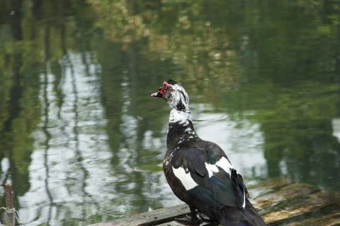 Duck on a pond Stock Photos