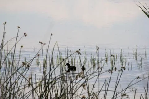 Duck in Pond Stock Photos