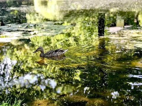 Duck in the pond Foto stock