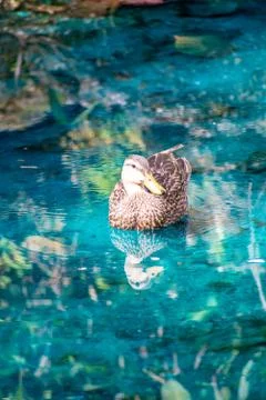 Duck in Pond Stock Photos
