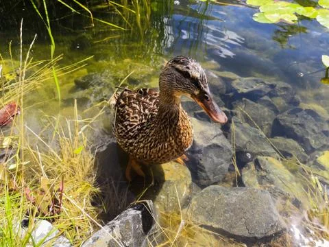 Duck in the pond Fotos Stock
