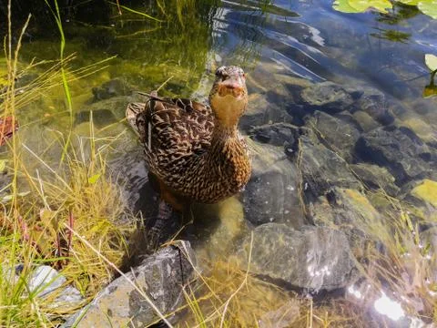 Duck in the pond Fotos Stock
