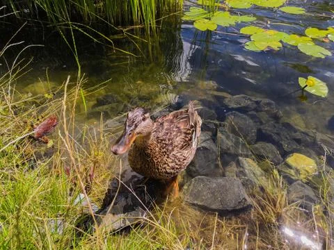 Duck in the pond Stock Photos