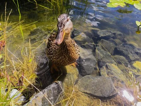 Duck in the pond Fotos Stock