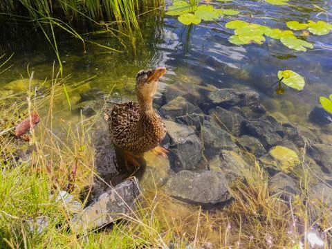 Duck in the pond Stock Photos