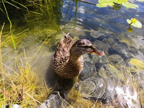 Duck in the pond Fotos Stock