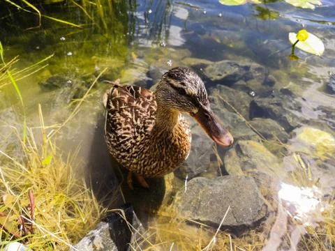 Duck in the pond Stock Photos