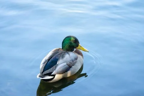 Duck in the pond Foto stock