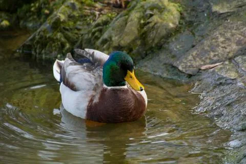 Duck in a pond Stock Photos