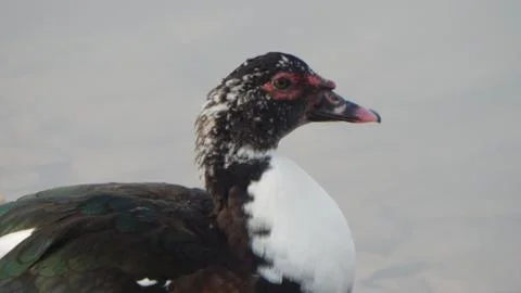 Duck in Pond Stock Photos