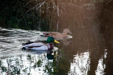 Duck in pond Stock Photos