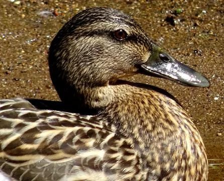 Duck In The Pond Stock Photos