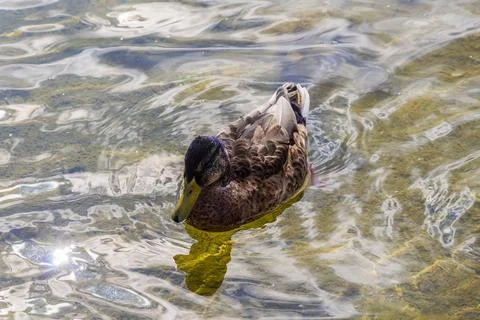 Duck in the pond Stock Photos