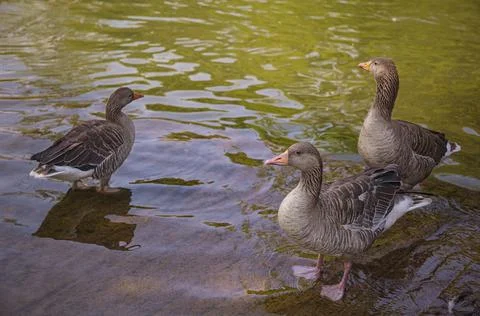 Duck in a pond Stock Photos