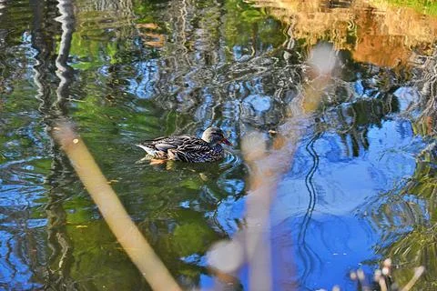 Duck in pond 库存照片