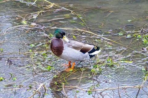 Duck on the Pond Stock Photos