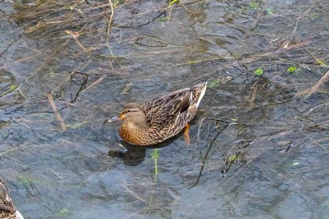 Duck on the Pond Stock Photos