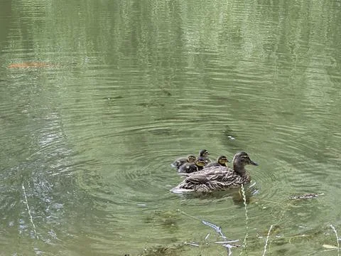 Duck pond Stock Photos