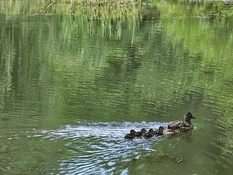 Duck pond Stock Photos