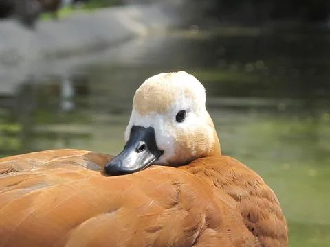 Duck in a pond Stock Photos