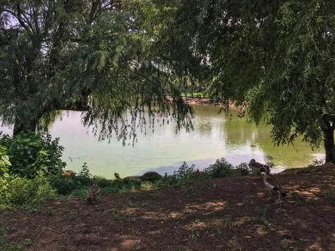 The Duck Pond Stock Photos
