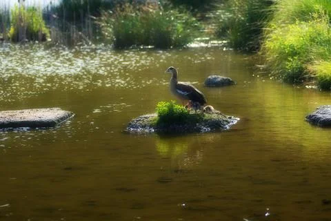 Duck  in a pond Stock Photos