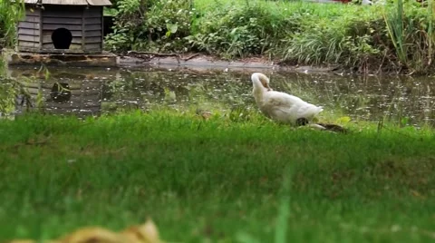 Duck Pond Slider Stock Footage 48656003