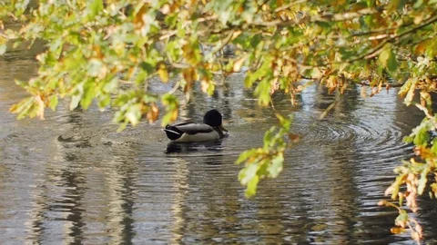 Duck on a Pond Slow Motion Stock Footage 81852076
