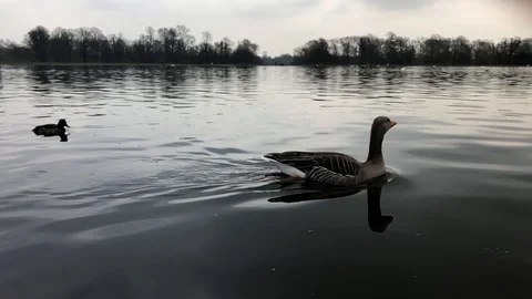 Duck on pond in slowmotion Stock Footage 91553515
