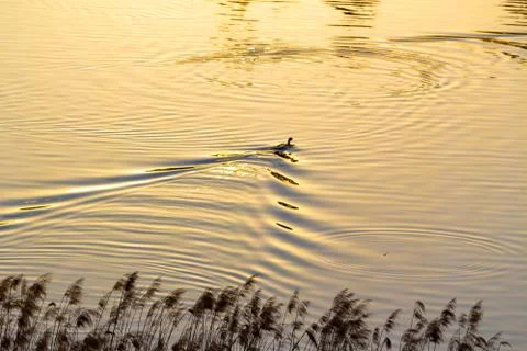 Duck in a pond at sunset Stock Photos