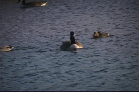 Duck Pond Swimming 4 库存影片 477331