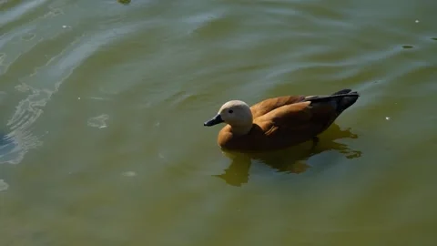 Duck on a pond. Two ducks on a pond. A pair of ducks on a lake Stock Footage 284941775
