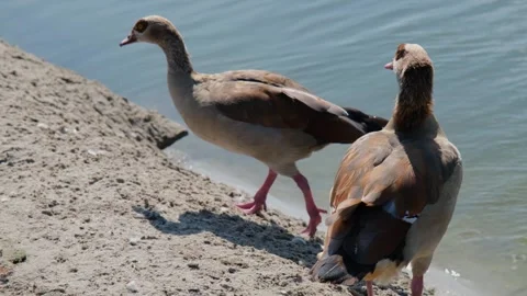 Duck on a pond. Two ducks on a pond. A pair of ducks on a lake Stock Footage 307937480