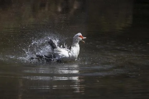 The duck on the pond is washed. Stock Photos
