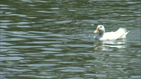 A duck ponders on a lake. Stock Footage 46868751